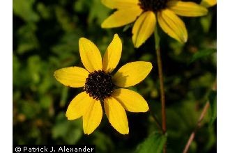 Photo of Rudbeckia hirta L.