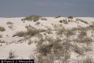 Photo of Poliomintha incana (Torr.) A. Gray