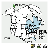 Distribution of Polygonum careyi Olney. . Image Available. 