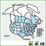 Distribution of Polygonum erectum L.. . Image Available. 