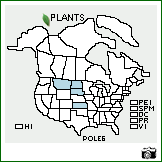 Distribution of Polygonum leptocarpum B.L. Rob.. . Image Available. 