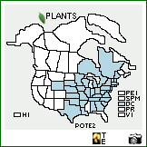 Distribution of Polygonum tenue Michx.. . Image Available. 