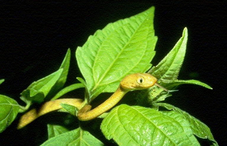 brown treesnake (Boiga irregularis)