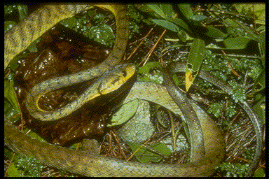 brown treesnake (Boiga irregularis)