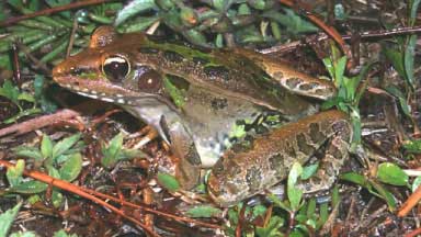 Florida leopard frog, Rana sphenocephala