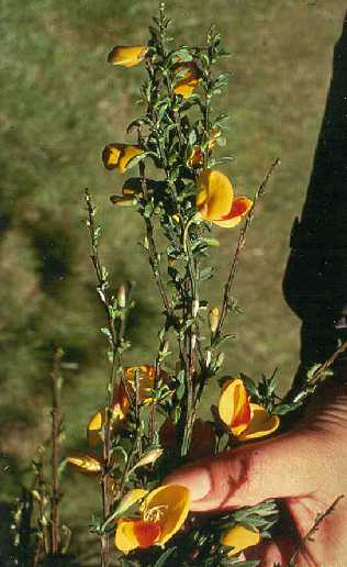 Scotch Broom (Cytisus scoparius) colonizes bare ground areas