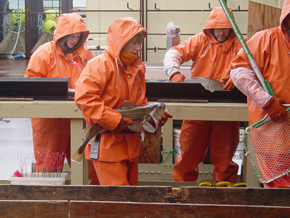 Careful handling of tagged Pacific cod at sea near Cape Sarichef, Alaska