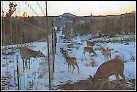 deer at fence line