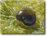 photo of an apple snail