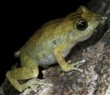 Close up of a frog