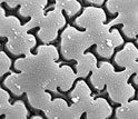 Photo of the surface of the pennate diatom <em>Epithemia</em>.