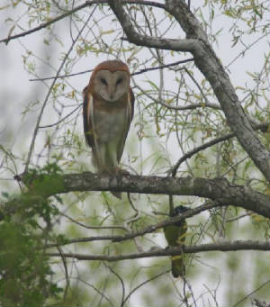 A green jay harasses a barn owl: Los Indios, February, 2005. 