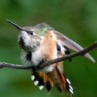 Lynn took this photography on August 22, 2007--of a rufous hummingbird that annually returned to her yard for at about six years.