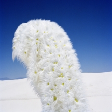 Susi Brister, "Crystal-Studded Shag in Dunes," 2012, Archival pigment print on Hahnemühle photo rag