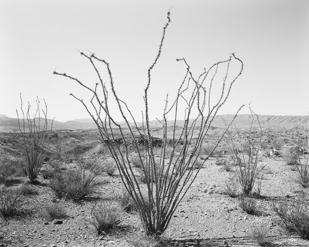 Ocotillo, Glenn Draw, 2012