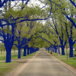 Blue Trees for Houston?