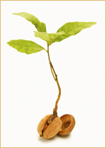 Image of tree growing from acorn - to symbolize seed funding.