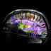 Colorful image of a human brain.