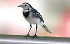 The pied wagtail inside the Tesco store in Gt Yarmouth, Norfolk, which has now received a stay of execution