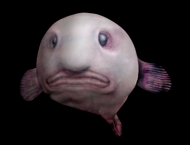 Blobfish via Kevin Young