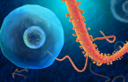The Ebola virus. (credit: iStock)