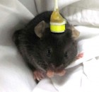 A mouse (happy and awake) receiving LI-rTMS (credit: University of Western Australia)