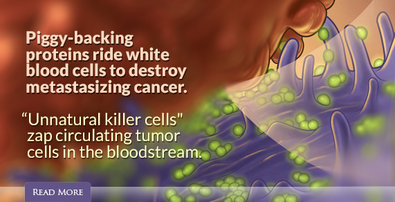 Piggy-backing proteins ride white blood cells to destroy metastasizing cancer.
