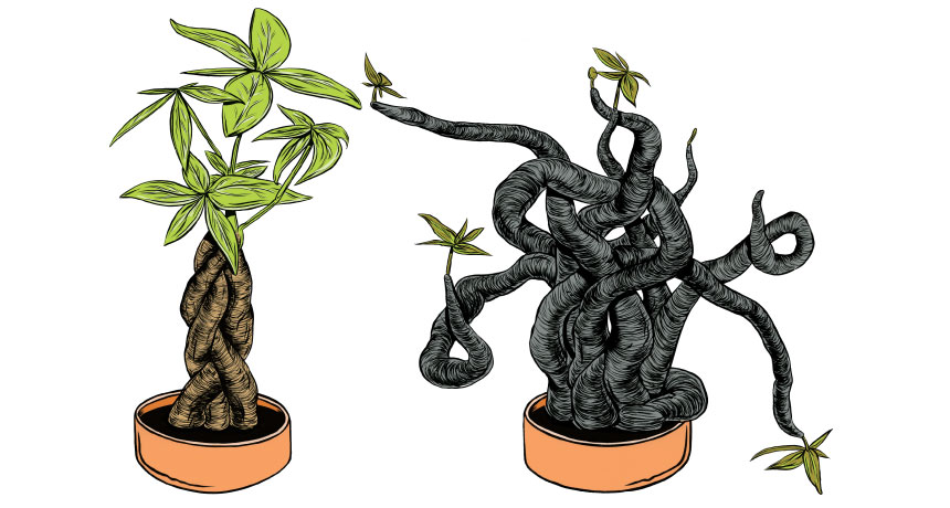 illustration of plants