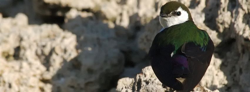 A violet-green swallow, Tachycineta thalassina, near Mono Lake in California. This species lives along North America's Pacific border.

Credit: D.W. Winkler, Cornell University
