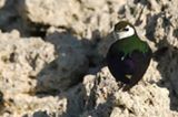 A violet-green swallow, Tachycineta thalassina, near Mono Lake in California. This species lives along North America's Pacific border.

Credit: D.W. Winkler, Cornell University