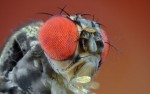 fruit-fly-1