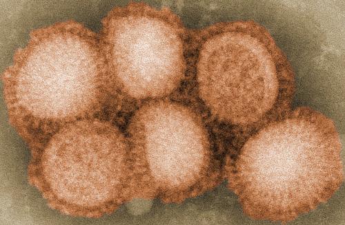 Study on flu evolution may change textbooks, history books