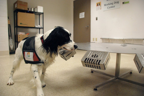 McBaine, a cancer detection dog.