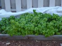 Basil and cool temperatures
