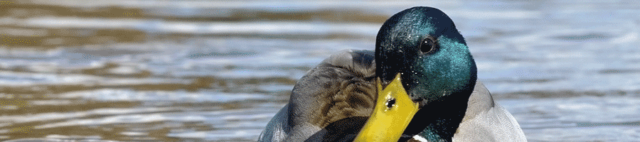 Avian botulism and the Great Lakes: Type C avian botulism confirmed in East Grand Traverse Bay