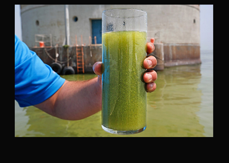 Image: A man holds a glass filled with water from Lake Erie on Aug. 3, 2014, during an algal bloom. Toledo, Ohio's water supply intake sits in the background. Credit: Dave Zapotosky..