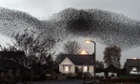 A murmuration of starlings put on an a display over the town of Gretna.