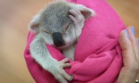 Koala joey 'Blondie Bumstead' asleep wrapped in a blanket at the Ipswich Koala protection society, Queensland, Australia.