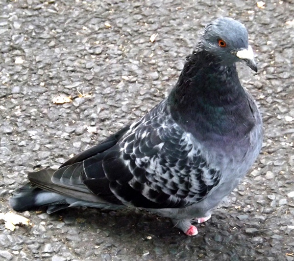 Poor footless urban pigeon, encountered close to Kew train station. Photo by Darren Naish.