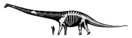 Photo: Our second most popular story last week: the new "Dreadnought" dinosaur--the most complete specimen of a giant found so far. Here's a size comparison; white areas indicate recovered fossil bones.  Image courtesy of the Lacovara Lab at Drexel University.

http://www.scientificamerican.com/article/new-dreadnought-dinosaur-most-complete-specimen-of-a-giant/