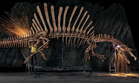 Workers grind the rough edges off a life-sized reconstruction of a Spinosaurus skeleton