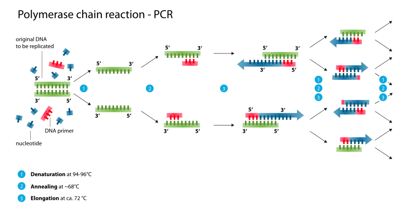 Figure 2: Schematic drawing of the PCR cycle.