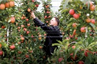 How Putin Lowered the Price of Europe's Apples