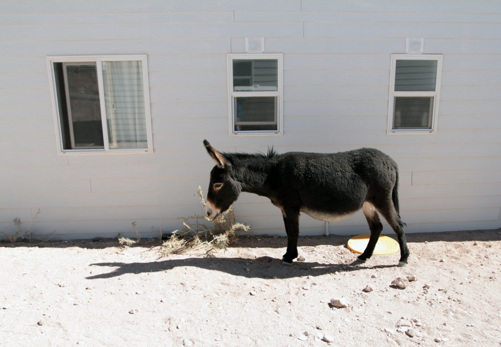 Semi-wild donkeys tend to wander onto ALMA's Operations Support Facility, or OSF site, which is about 9,500 feet
         above sea level. We found one eating a shrub outside a scientist's dormitory. Photo by Joshua Barajas/PBS NewsHour