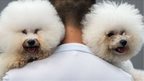A man carries two Bichon Frise dogs, named Paopao and Benzen, at a dog show in Hangzhou, China