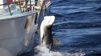 In this photo released by Sea Shepherd, a male tiger shark hangs tied up on a fishing boat off Moses Rock on the Western Australian coast, on Saturday, 22 Feb, 2014
