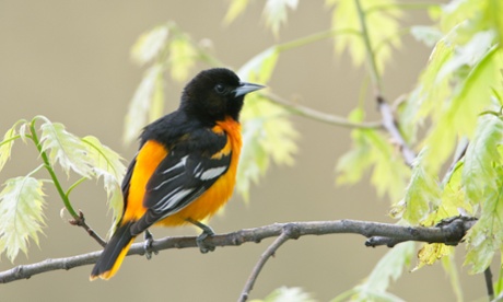 Baltimore Oriole in Oak Tree