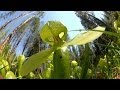 Predatory Plants: Lure of the Cobra Lily