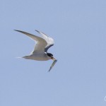 A Tale of Two Tern Towns in the Bay Area