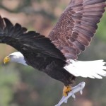 A Family of Bald Eagles Grows in Castro Valley